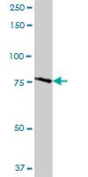 Anti-TARSL1 antibody produced in mouse