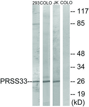 Anti-PRSS33 antibody produced in rabbit