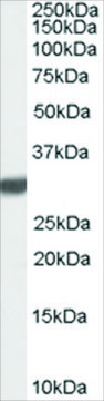 Anti-Latexin antibody produced in goat