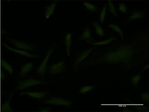 ANTI-EMX2 antibody produced in mouse