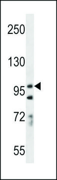 ANTI-PCDH7(C-TERMINAL) antibody produced in rabbit