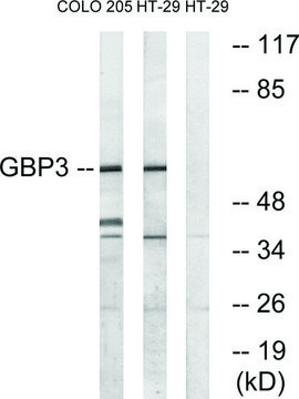 Anti-GBP3 antibody produced in rabbit