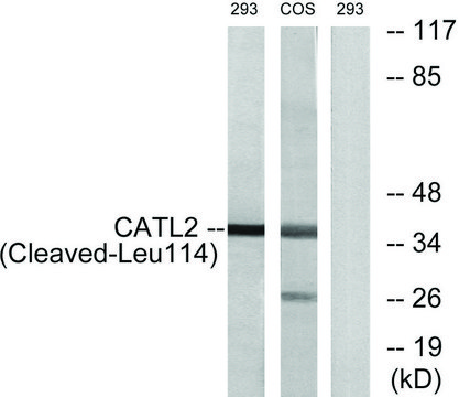 Anti-CATL2 (Cleaved-Leu¹¹?) antibody produced in