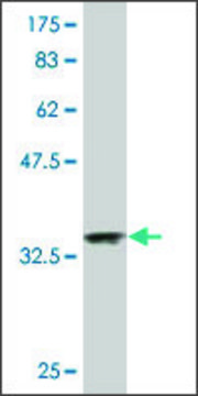 Monoclonal Anti-NDUFA2 antibody produced in