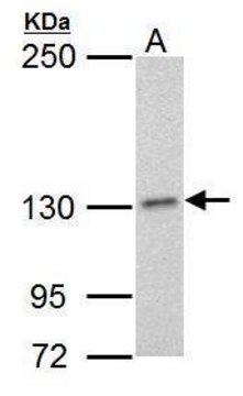 Monoclonal Anti-POLD1 antibody produced in