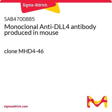 Monoclonal Anti-DLL4 antibody produced in