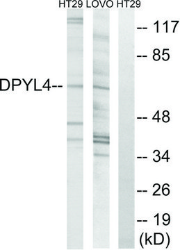 Anti-DPYSL4 antibody produced in rabbit