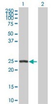 Anti-ARHGDIB antibody produced in rabbit