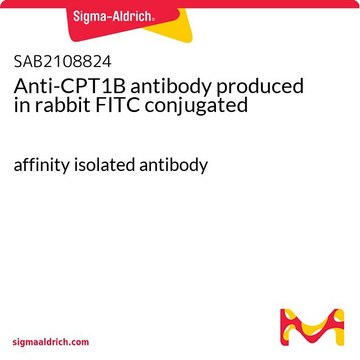 Anti-CPT1B antibody produced in rabbit