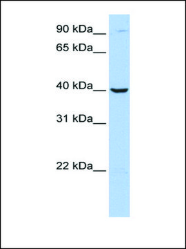 Anti-ARG2 antibody produced in rabbit