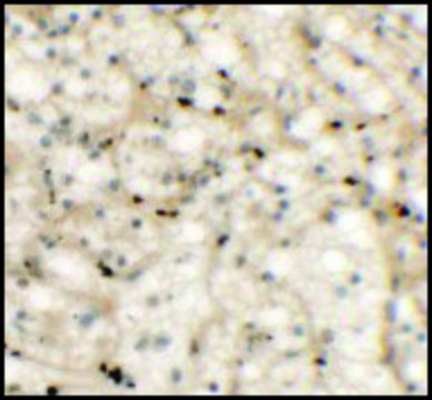 Anti-NKX2-6 antibody produced in rabbit