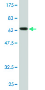 Monoclonal Anti-EIF2C2 antibody produced in