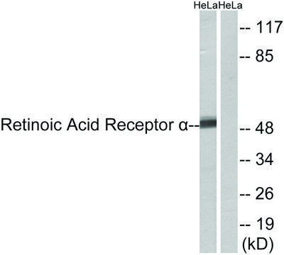 Anti-Retinoic Acid Receptor ? antibody