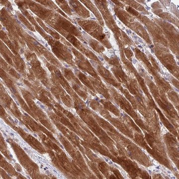 Anti-AKIRIN1 antibody produced in rabbit