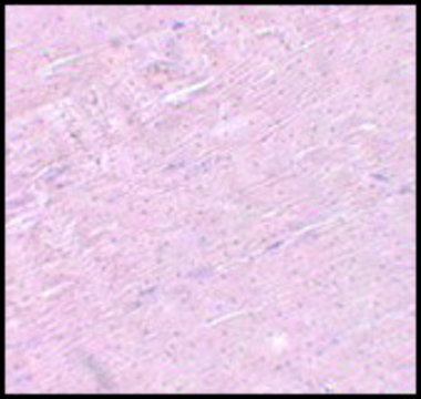 Anti-ADAMTSL5 antibody produced in chicken