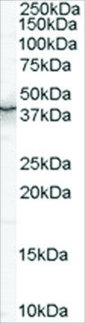 Anti-QUAKING/QKI antibody produced in goat