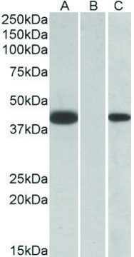 Anti-FANCF antibody produced in goat
