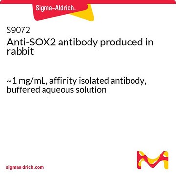 Anti-SOX2 antibody produced in rabbit