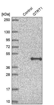 Anti-QTRT1 antibody produced in rabbit