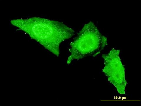 ANTI-IRAK3 antibody produced in mouse