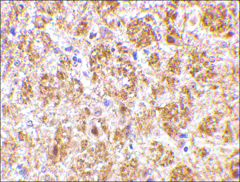 Anti-DARC antibody produced in rabbit