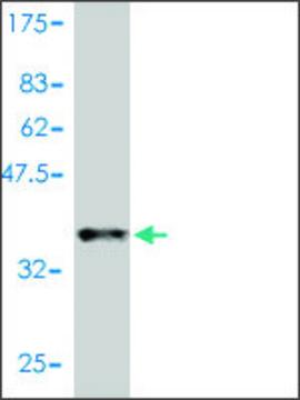 Monoclonal Anti-CCL11 antibody produced in