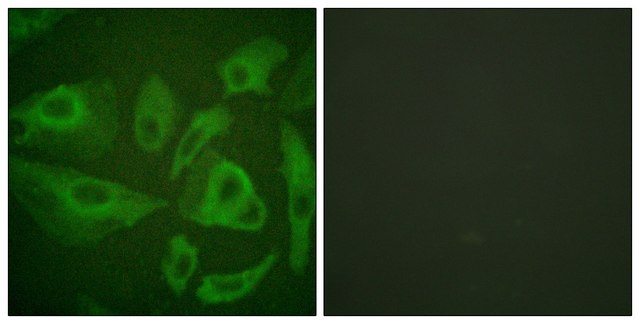 Anti-FAS antibody produced in rabbit