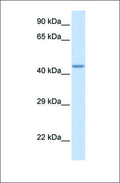 Anti-ZNF589 antibody produced in rabbit