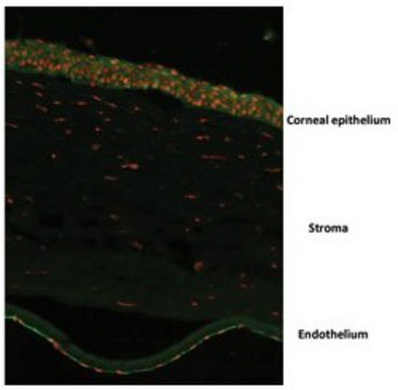Anti-OVOL2 (ab2) antibody produced in