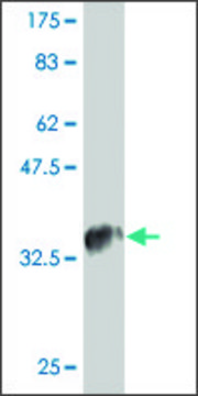 Monoclonal Anti-CCL4L2 antibody produced in