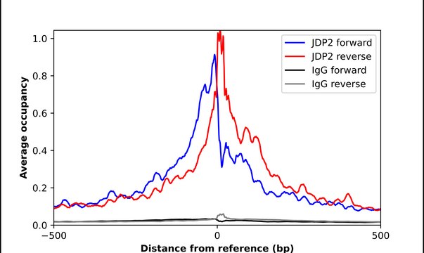 Anti-JDP2 antibody produced in rabbit