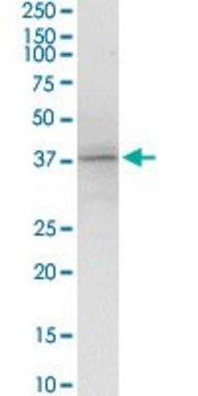 Anti-KIR2DL4 antibody produced in rabbit