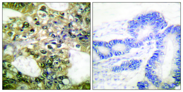 Anti-HDAC6 antibody produced in rabbit