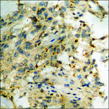 Anti-phospho-STAT3 (pTyr???) antibody produced in