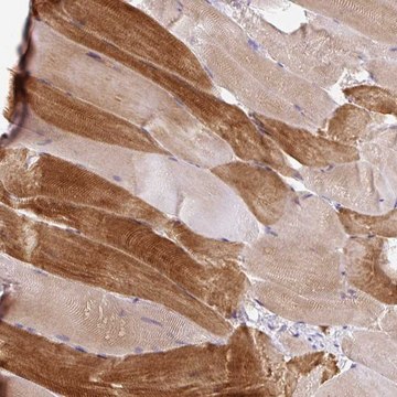 Anti-KRTAP20-3 antibody produced in rabbit