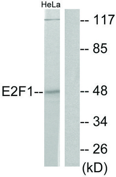 Anti-E2F1 antibody produced in rabbit