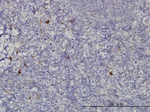 Monoclonal Anti-NKIRAS2 antibody produced in