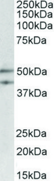 Anti-MEIS2 antibody produced in goat