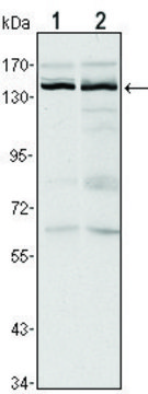 Monoclonal Anti-KDM3A antibody produced in