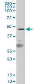 Monoclonal Anti-PTPNS1 antibody produced in