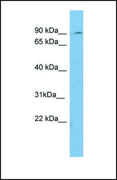 Anti-PREP antibody produced in rabbit