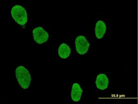 Anti-SOCS4 antibody produced in mouse