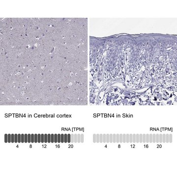 Anti-SPTBN4 antibody produced in rabbit