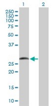 Anti-SMAD9 antibody produced in rabbit