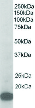 Anti-ARPC3 antibody produced in goat