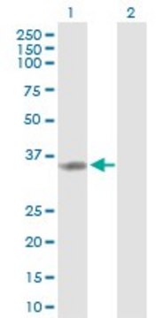 Anti-TP53I3 antibody produced in rabbit