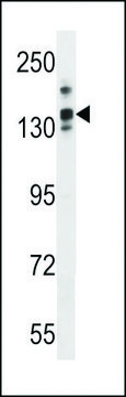 ANTI-LRRC16A(C-TERMINAL) antibody produced in rabbit