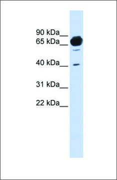 Anti-MAN1A2 antibody produced in rabbit
