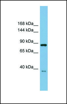 Anti-FAM62C antibody produced in rabbit