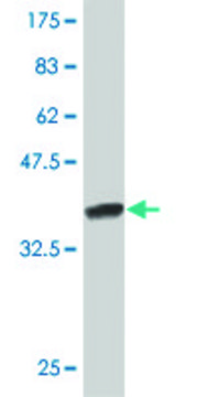 ANTI-NEUROG1 antibody produced in mouse